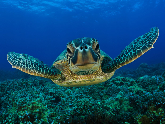 Tortugas en las playas de la Riviera Maya