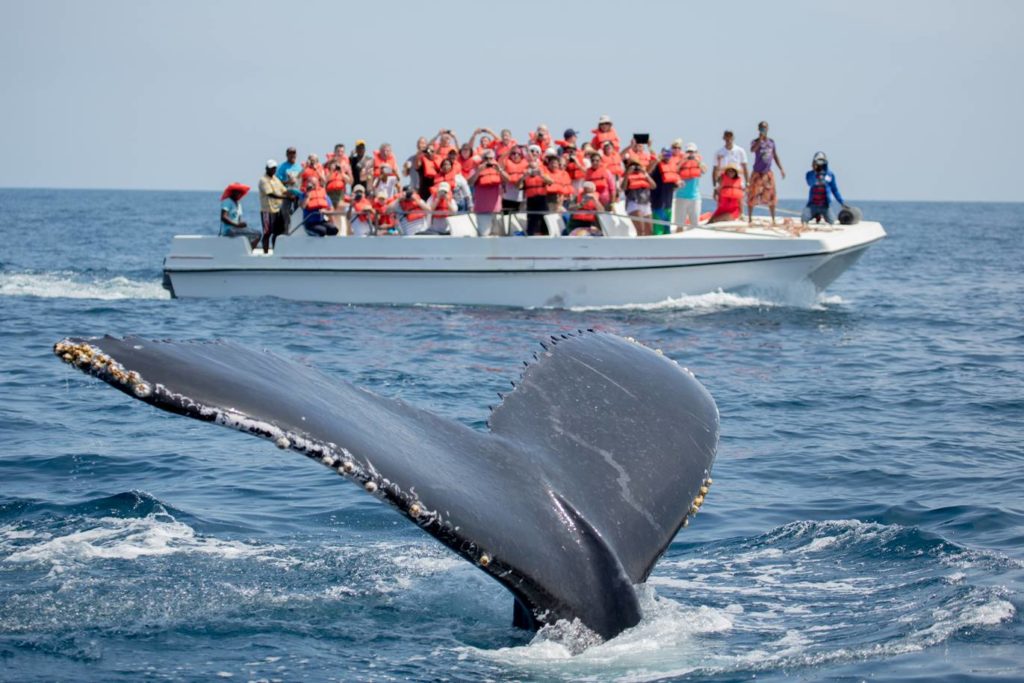 Tour De Avistamiento De Ballenas En Los Cabos | Baja California Sur ...