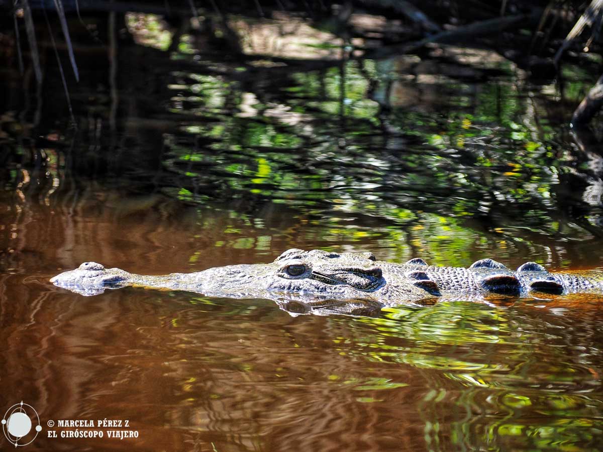 Cocodrilo en La reserva de Ventanilla 