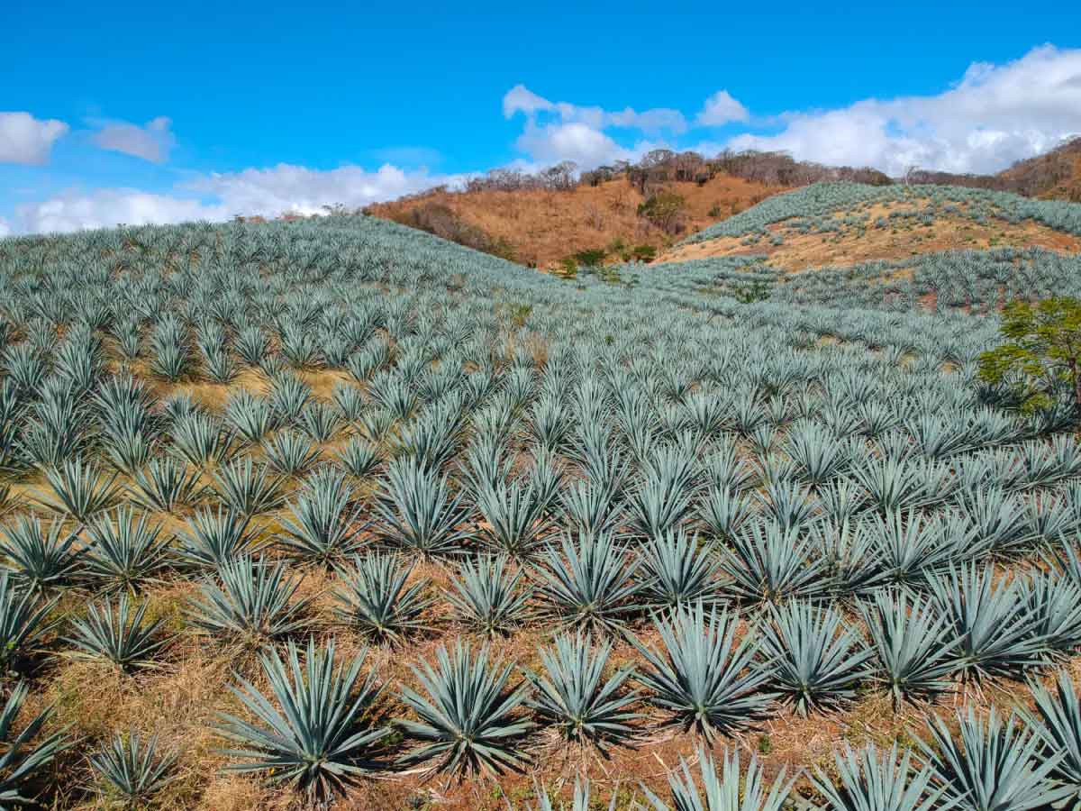 Inversión agropecuaria en plantaciones de maguey para obtener mezcal