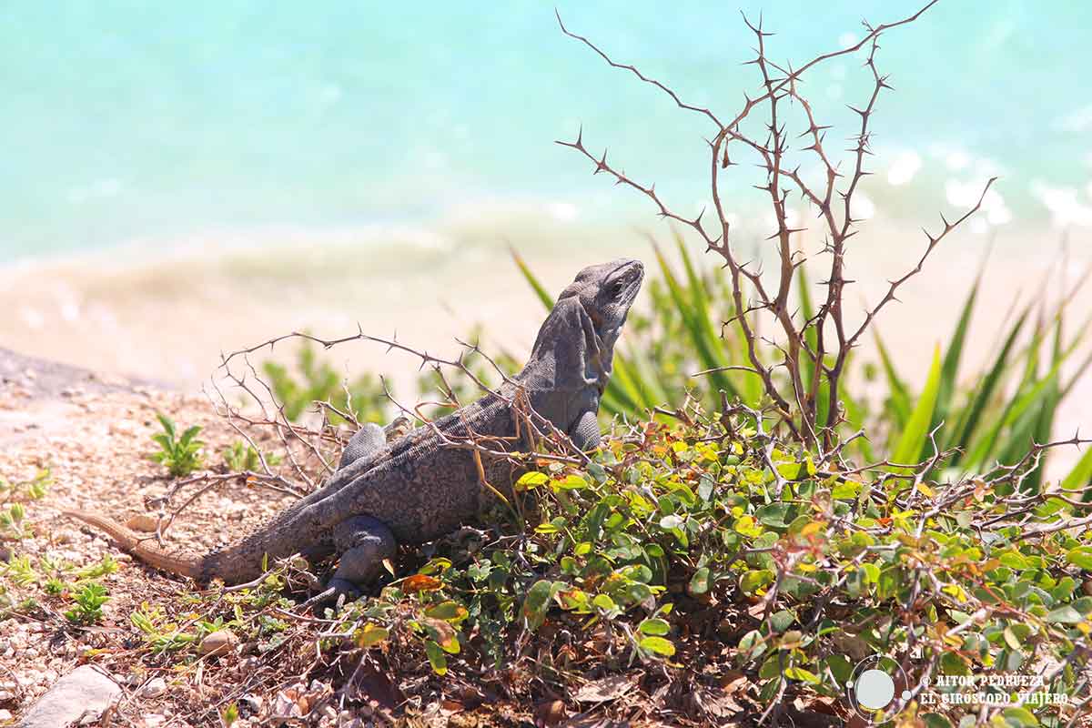 No solo los viajeros visitan las ruinas de Tulum