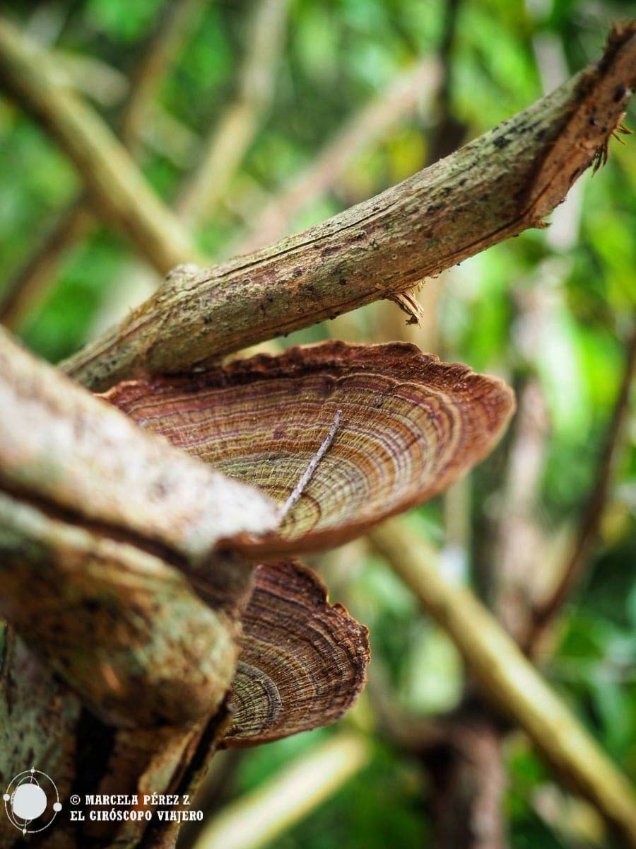 La naturaleza se acopla al edificio de Sfer Ik Tulum