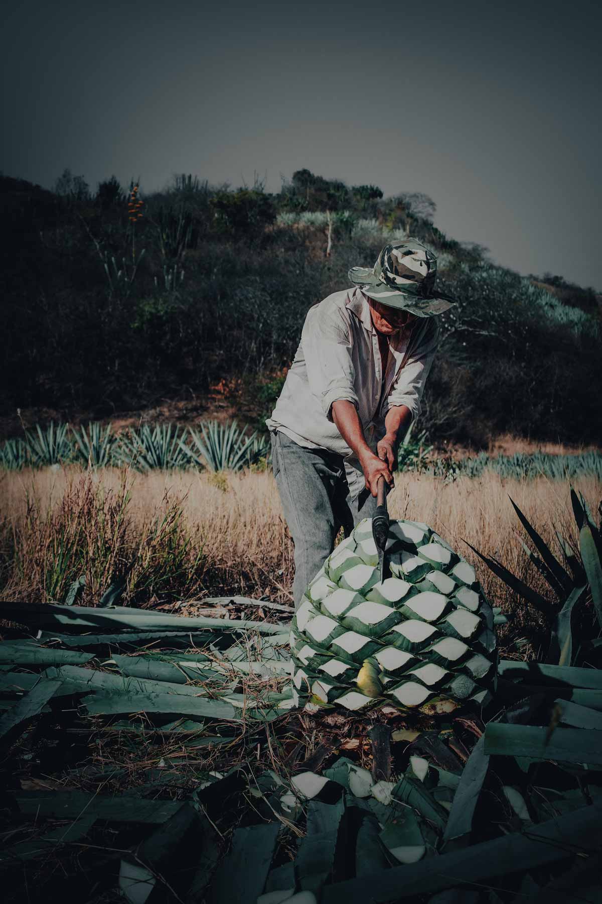 Inversión agraria en campos de maguey