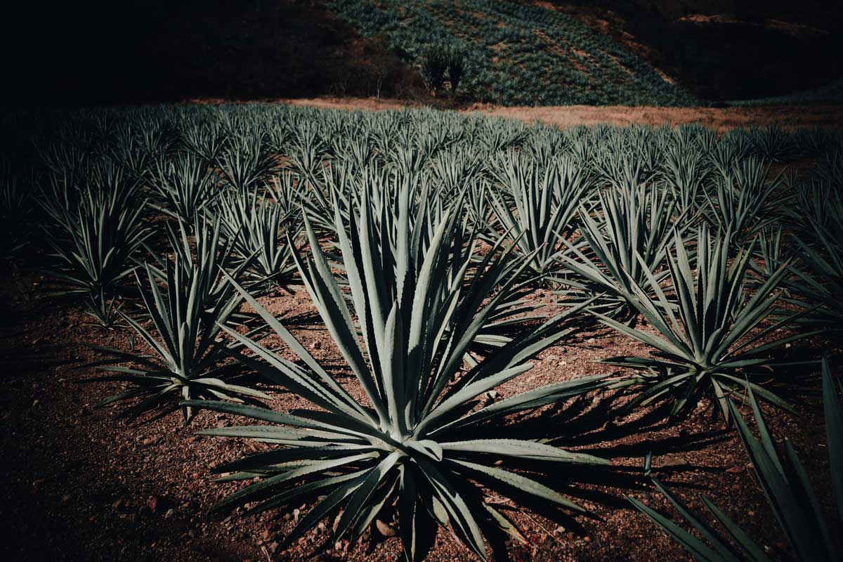 Plantas de agave en los campos de MAGUEYTOKEN