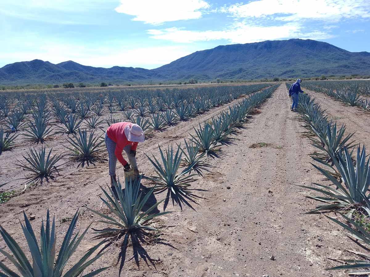 ¿En qué invertir en México? Inversiones en campos de maguey para la elaboración de mezcal