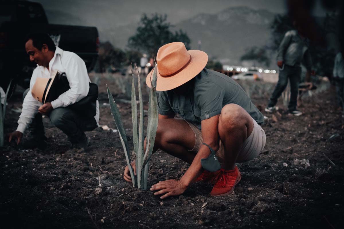 Las plantaciones de agaves se han convertido en una oportunidad de inversión muy rentable