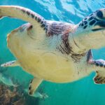 Tortuga en la playa de Akumal, Riviera Maya