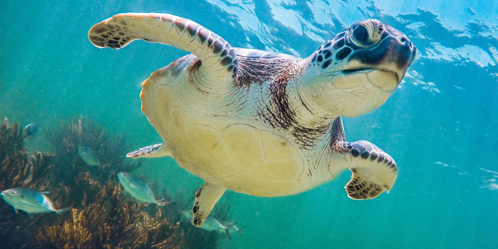 Tortuga en la playa de Akumal, Riviera Maya